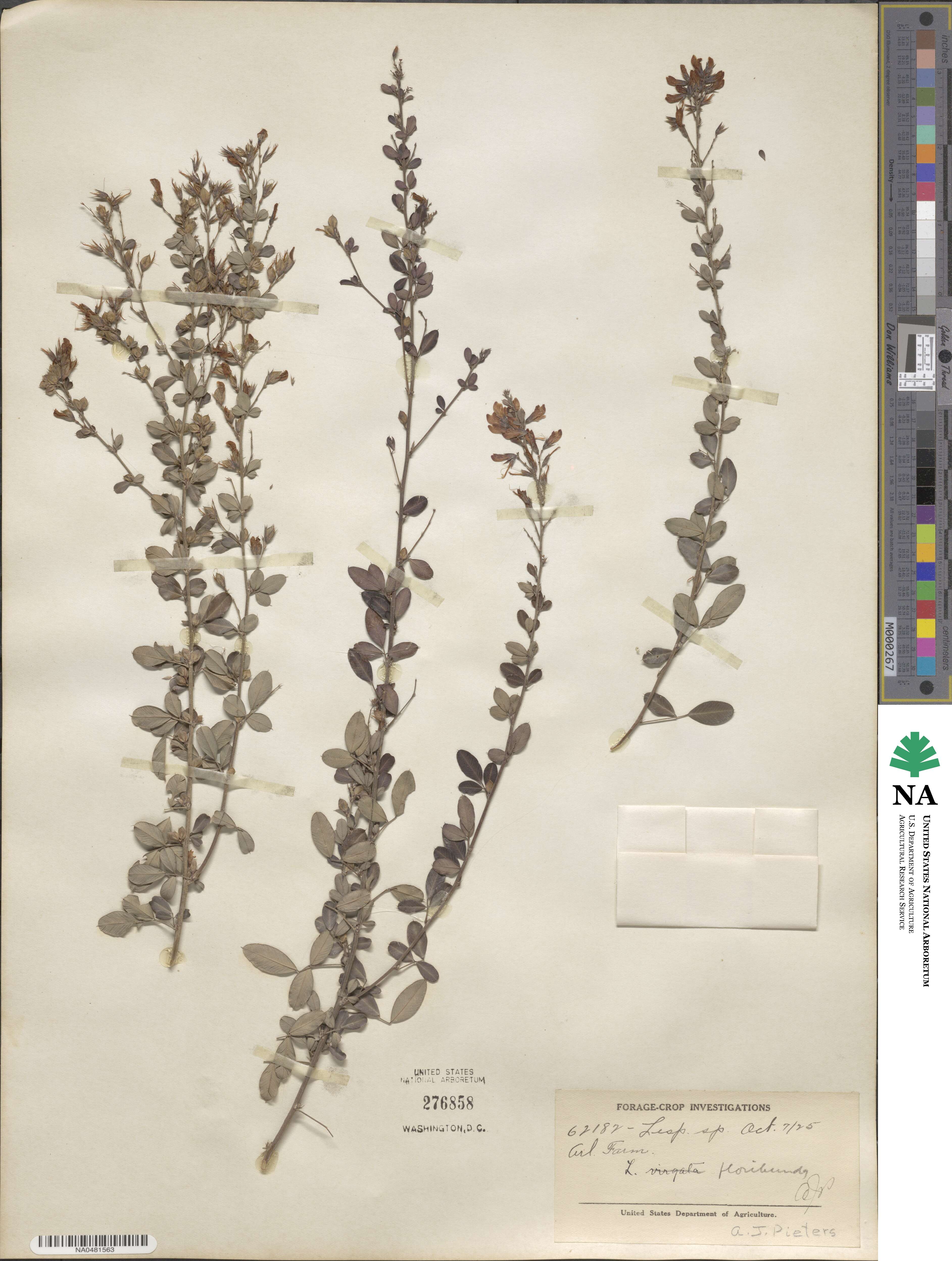 Lespedeza floribunda image