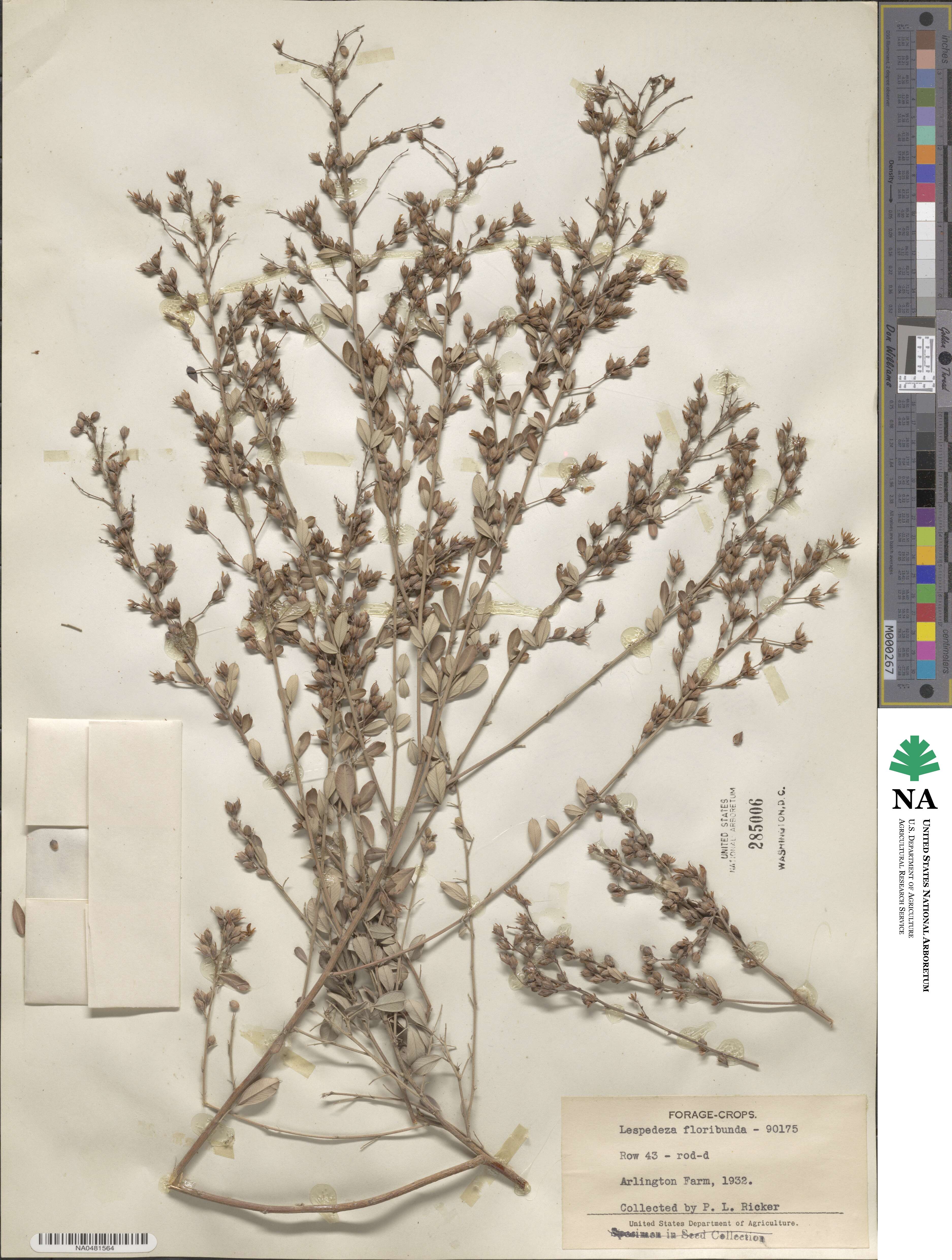 Lespedeza floribunda image
