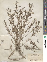 Lespedeza floribunda image