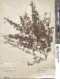 Lespedeza floribunda image