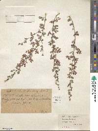 Lespedeza floribunda image