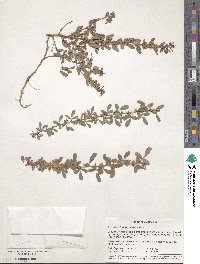 Lespedeza thunbergii image