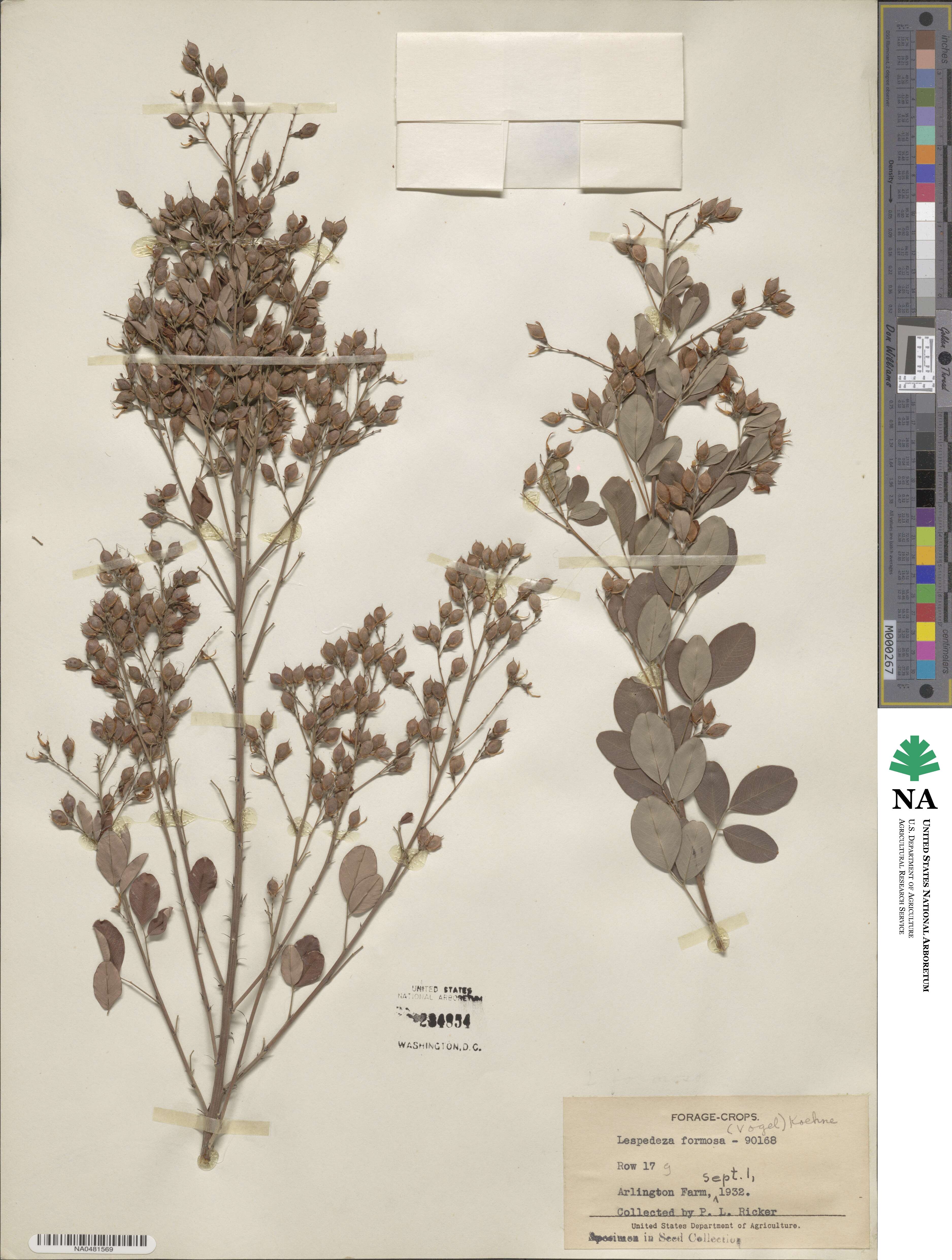 Lespedeza thunbergii subsp. formosa image