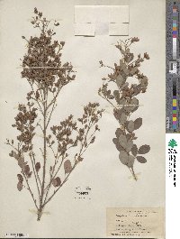 Lespedeza thunbergii subsp. formosa image