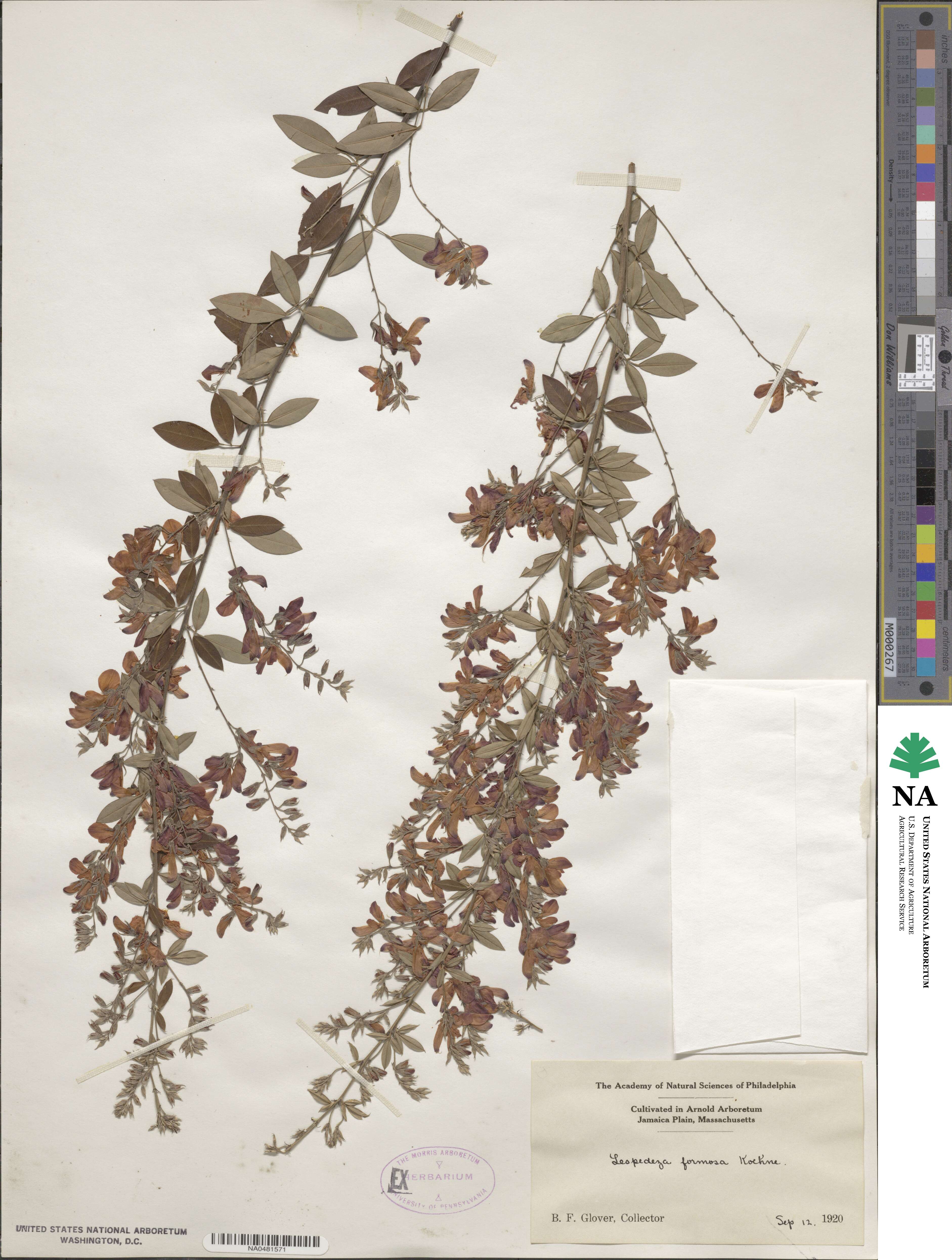 Lespedeza thunbergii subsp. formosa image
