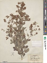 Lespedeza thunbergii subsp. formosa image