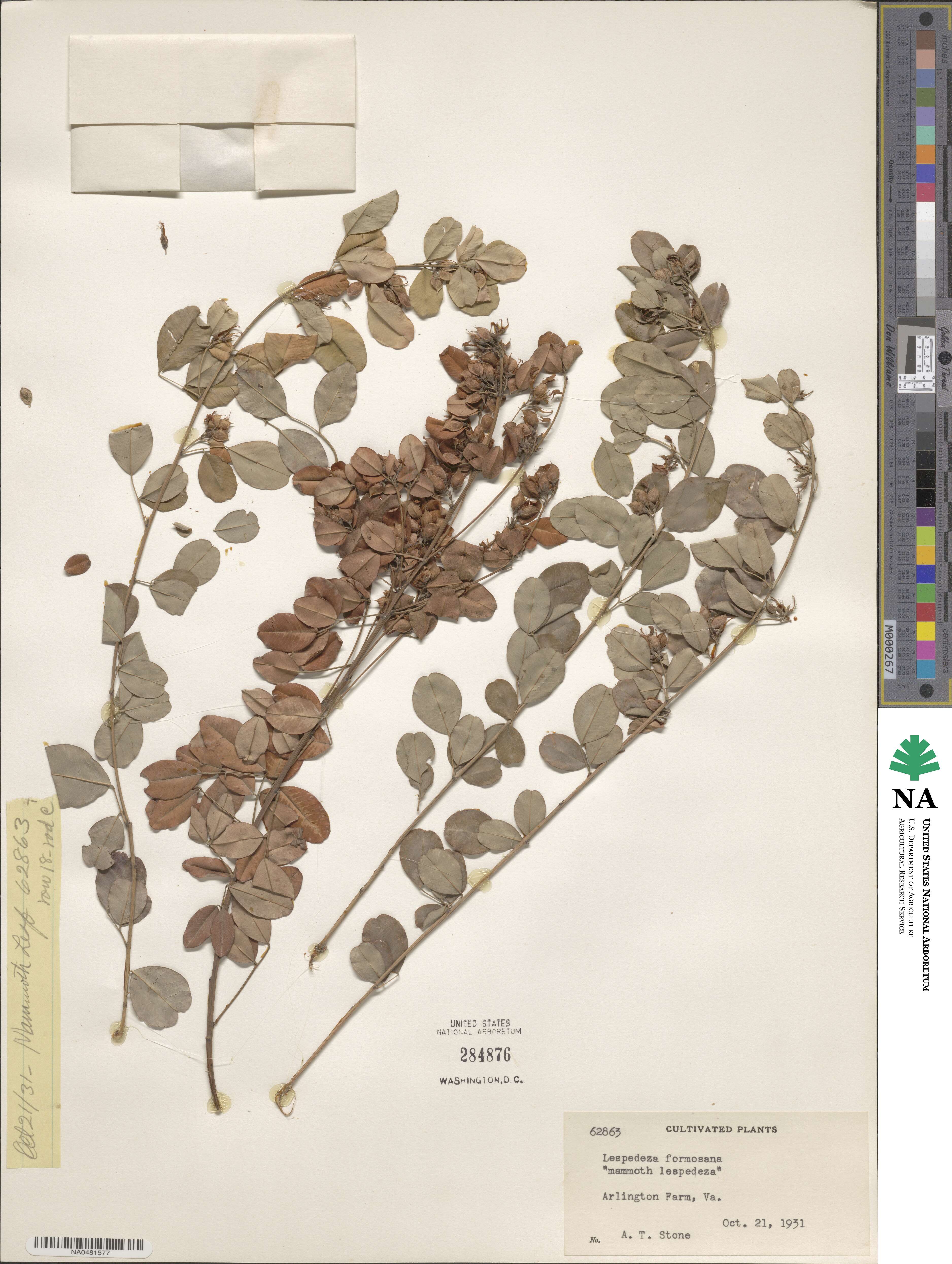 Lespedeza thunbergii subsp. formosa image