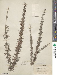 Lespedeza juncea image