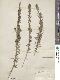 Lespedeza juncea image