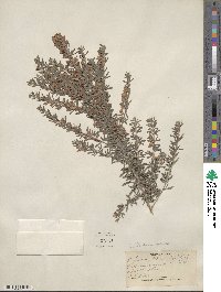 Lespedeza juncea image