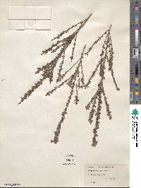 Lespedeza juncea image