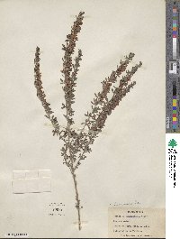 Lespedeza juncea image