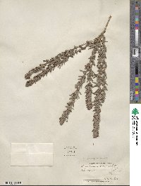 Lespedeza juncea image