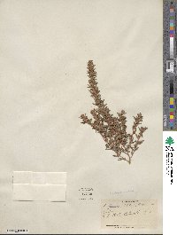 Lespedeza juncea image