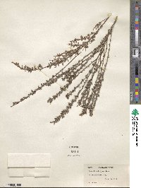 Lespedeza juncea image