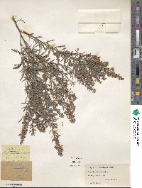 Lespedeza juncea image