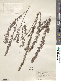 Lespedeza juncea image