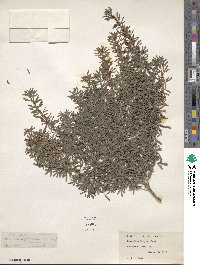 Lespedeza juncea image