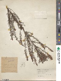 Lespedeza juncea image