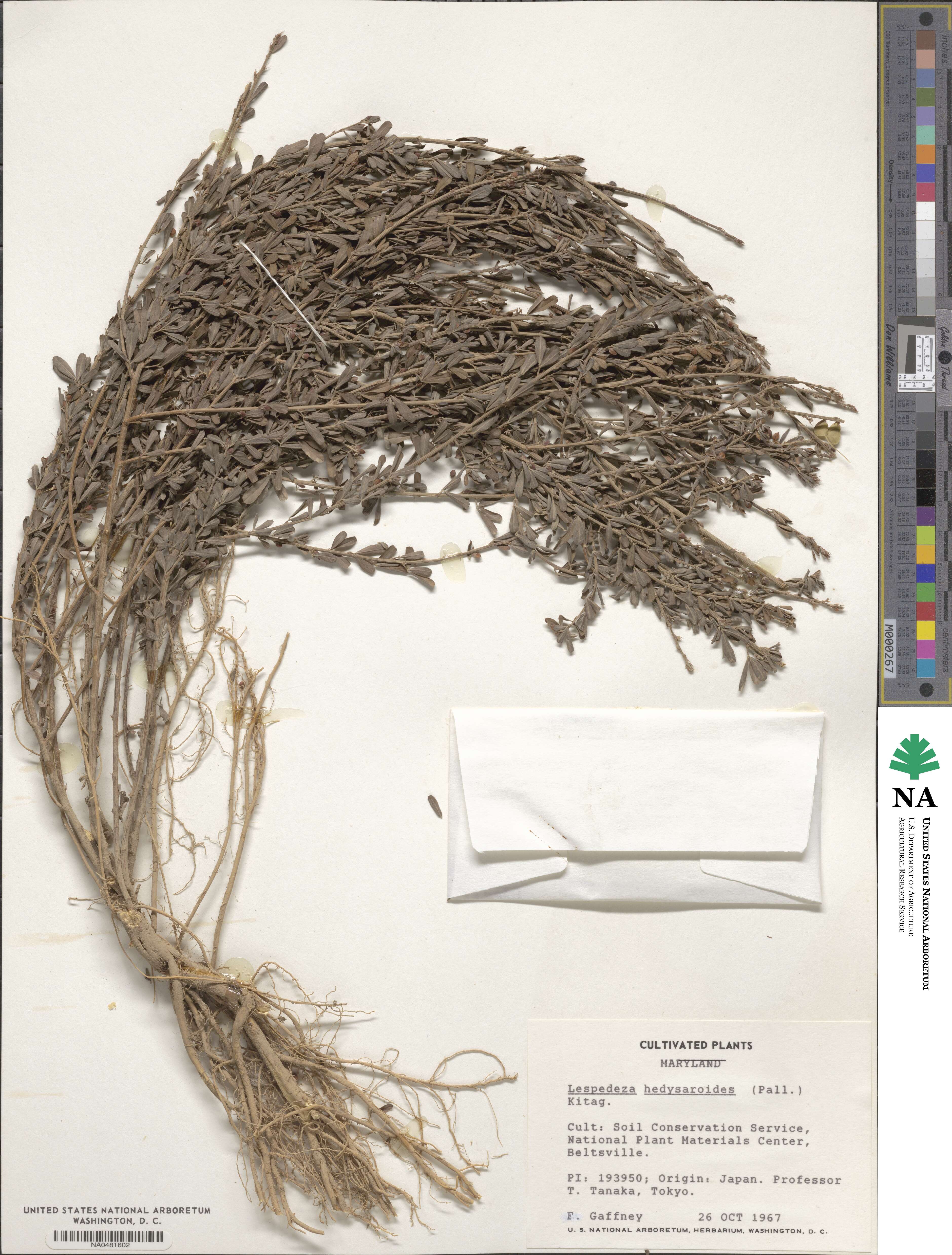Lespedeza juncea image