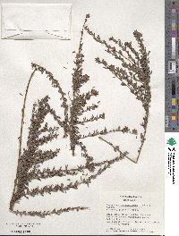 Lespedeza juncea image