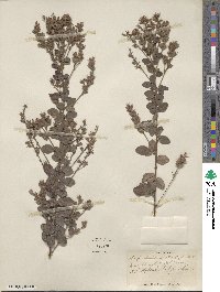 Lespedeza hirta image