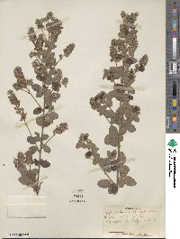 Lespedeza hirta image