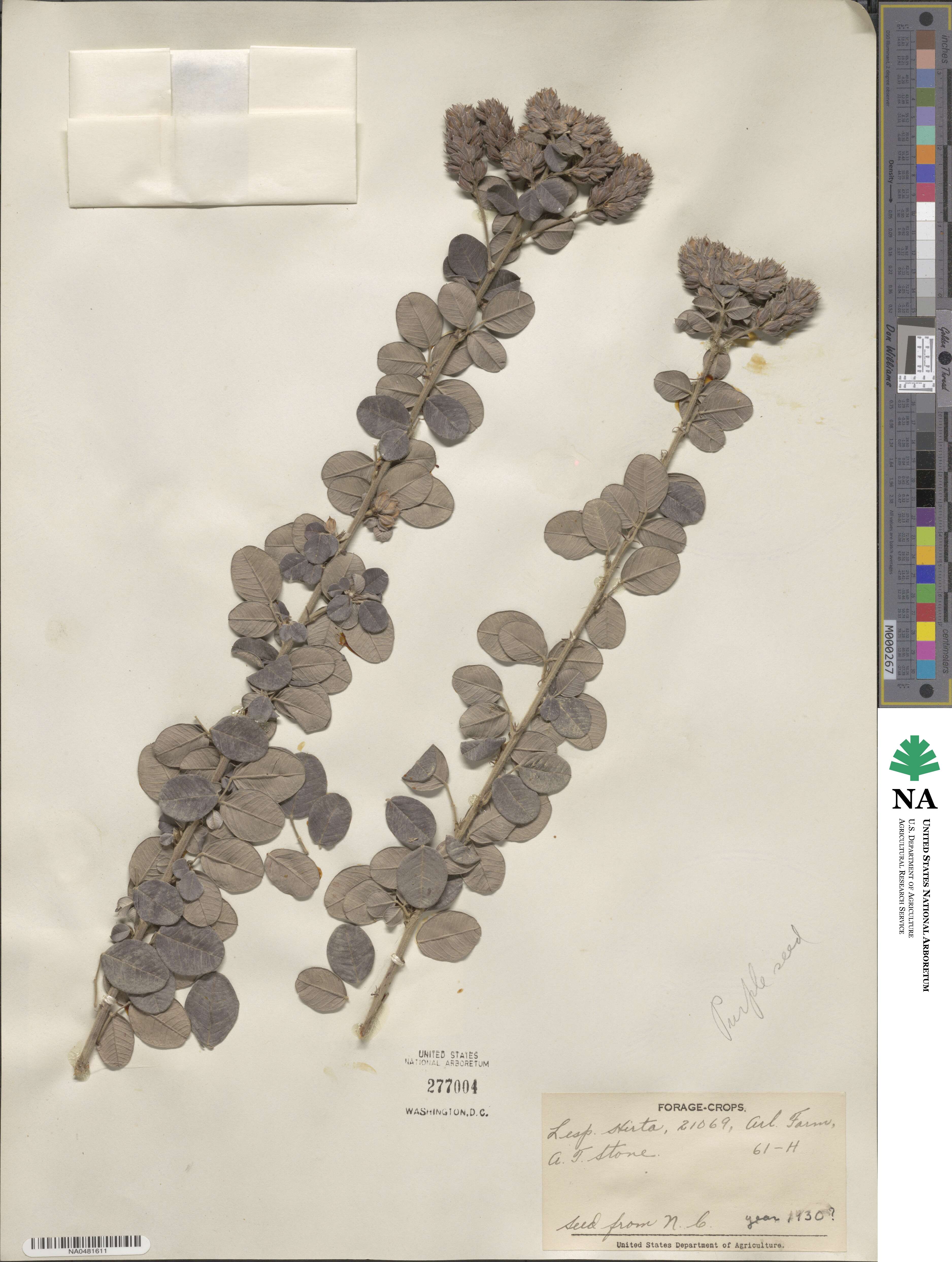 Lespedeza hirta image