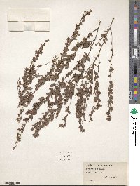 Lespedeza inschanica image