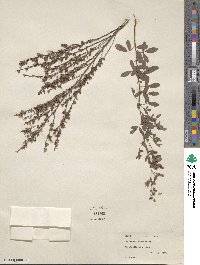 Lespedeza inschanica image