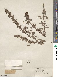 Lespedeza inschanica image