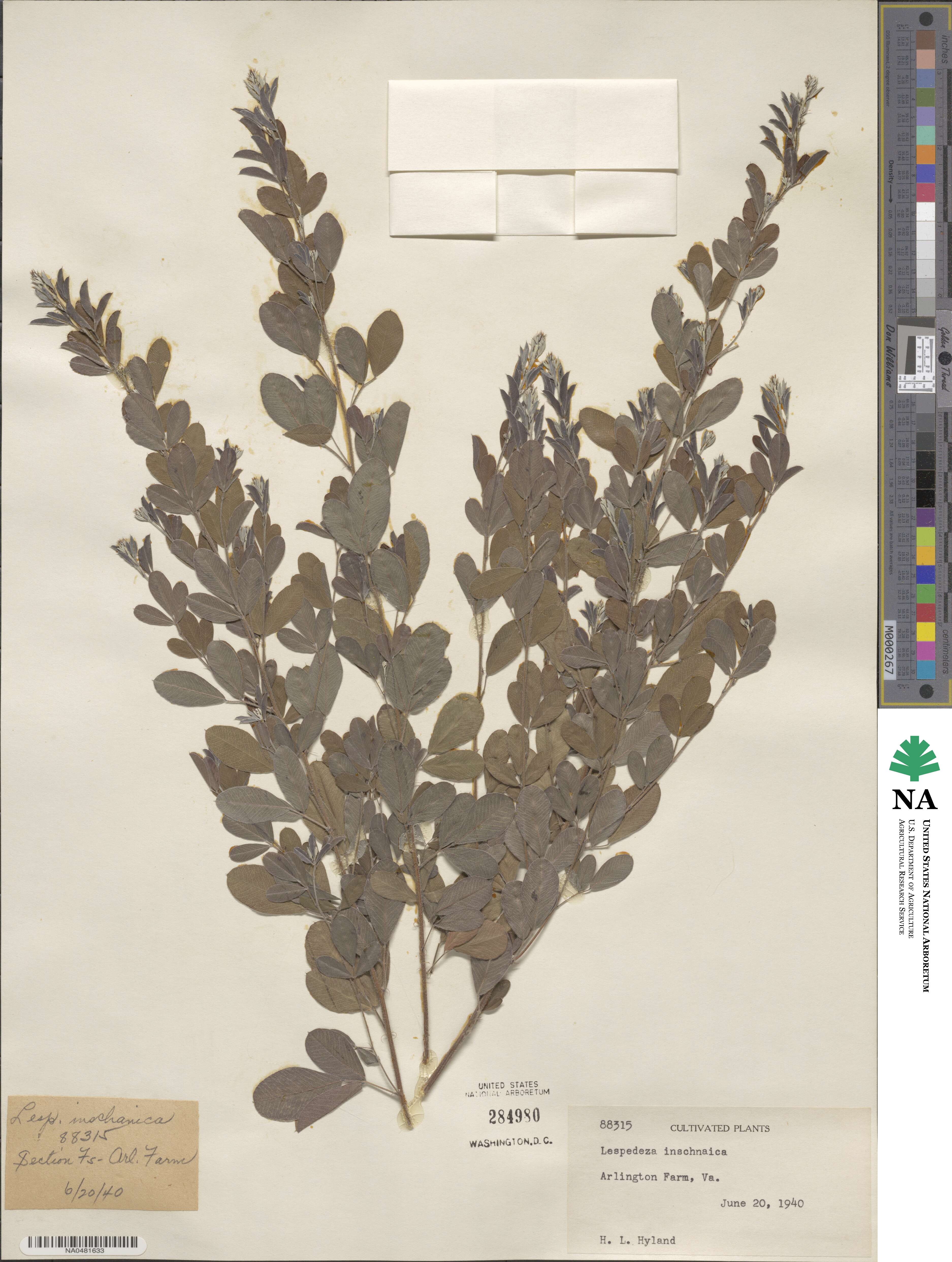 Lespedeza inschanica image