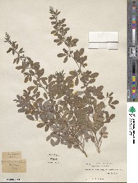 Lespedeza inschanica image