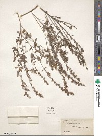 Lespedeza inschanica image