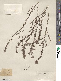 Lespedeza inschanica image