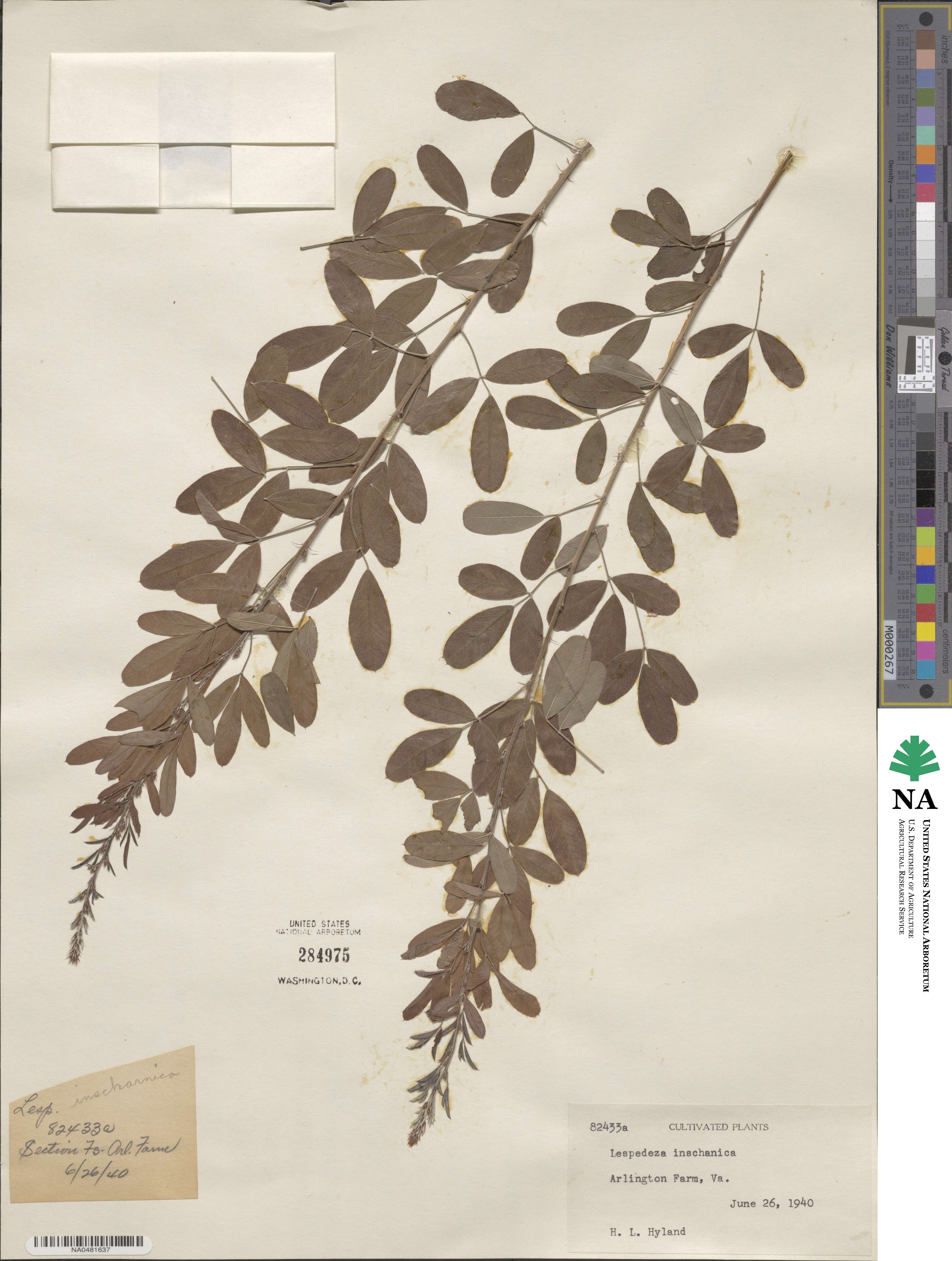 Lespedeza inschanica image