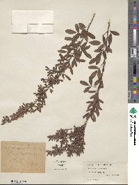 Lespedeza inschanica image