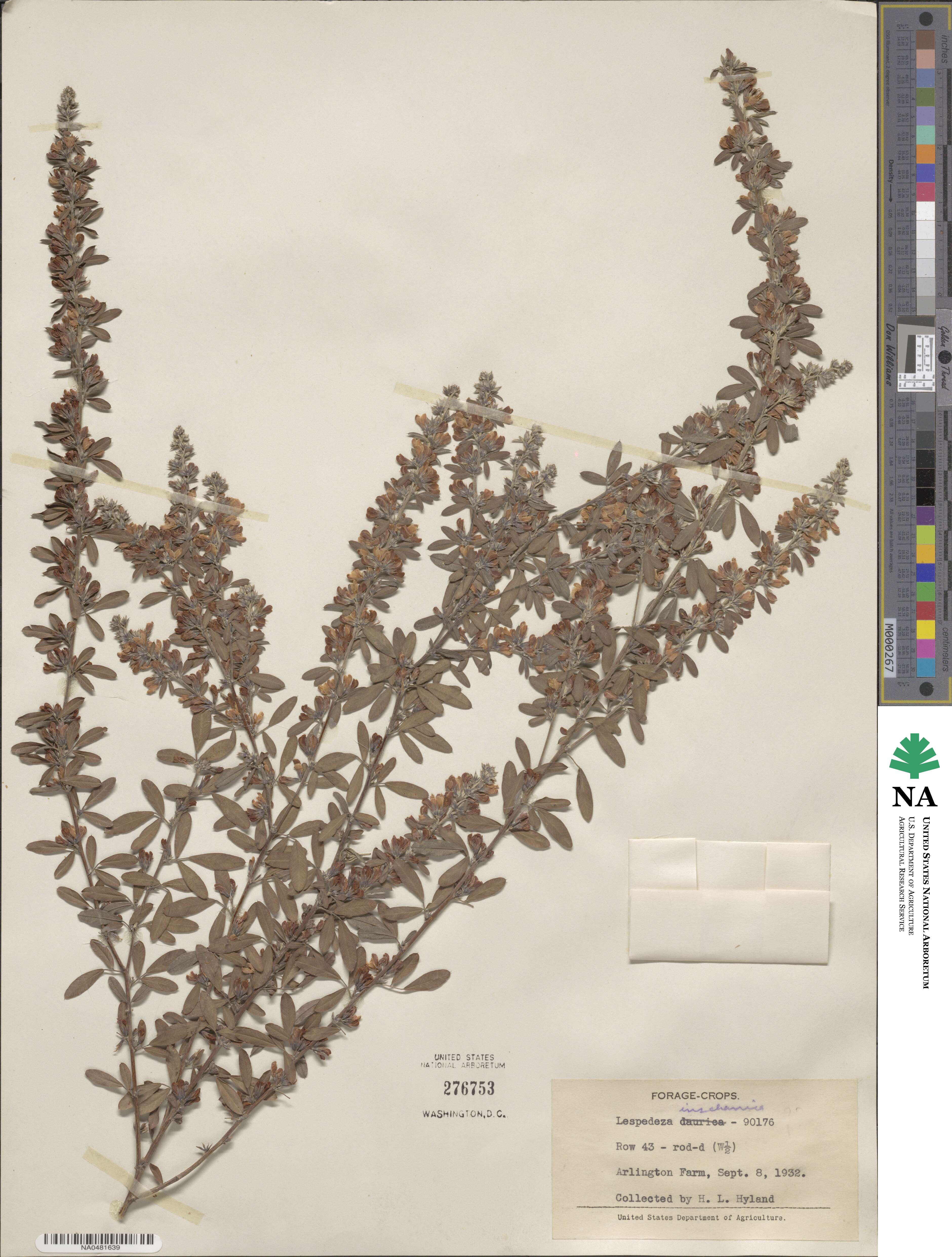 Lespedeza inschanica image