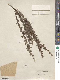 Lespedeza inschanica image