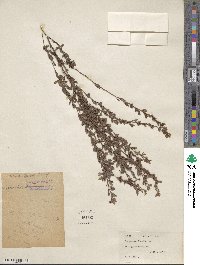 Lespedeza inschanica image