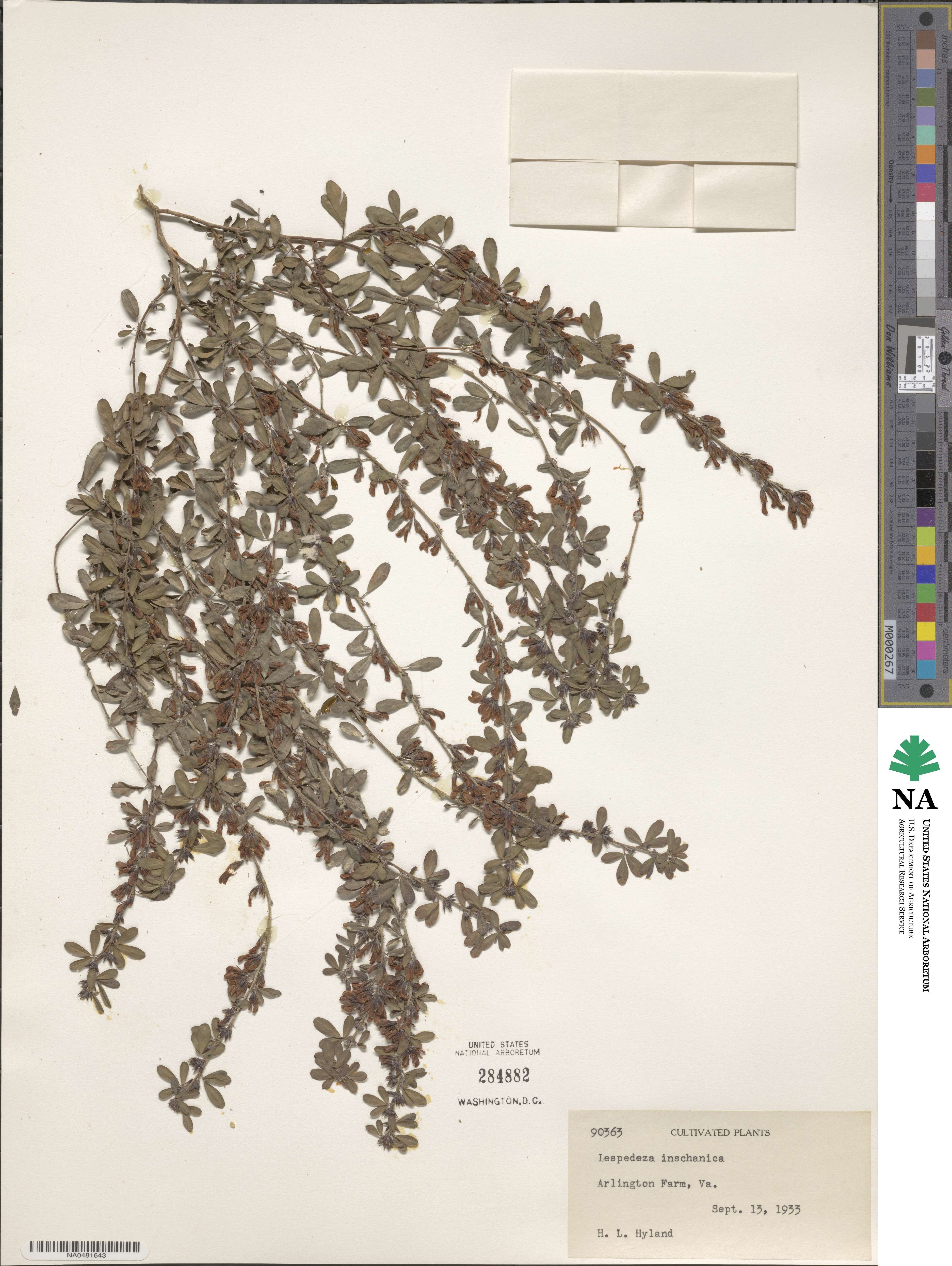 Lespedeza inschanica image