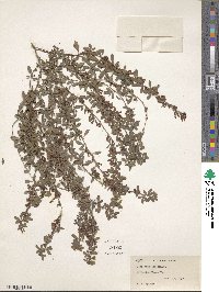 Lespedeza inschanica image