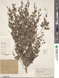 Lespedeza intermedia image