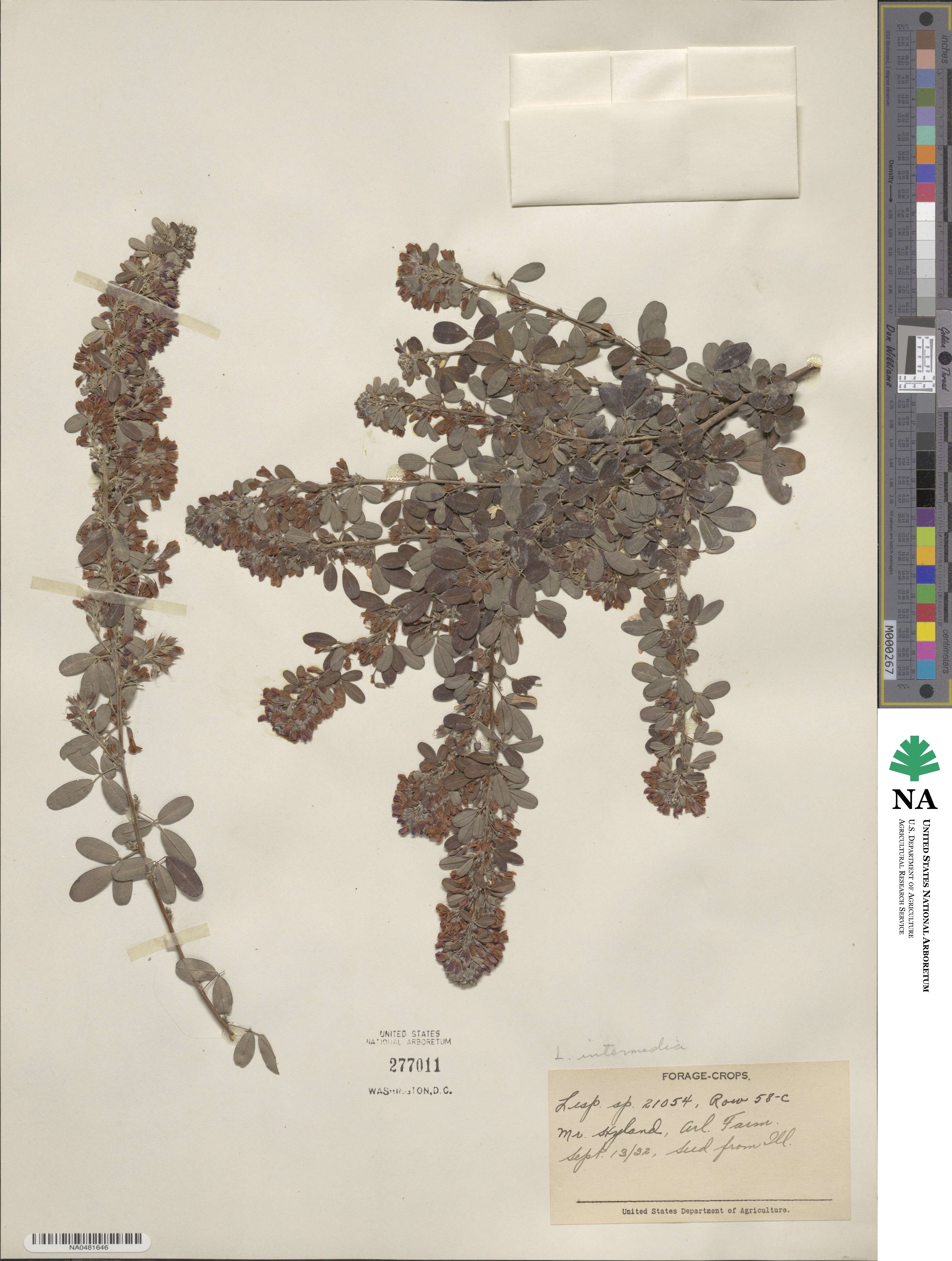 Lespedeza intermedia image