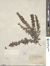 Lespedeza intermedia image