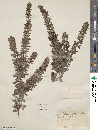 Lespedeza intermedia image