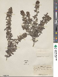 Lespedeza intermedia image