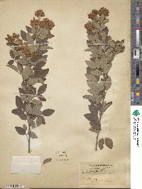 Lespedeza japonica image