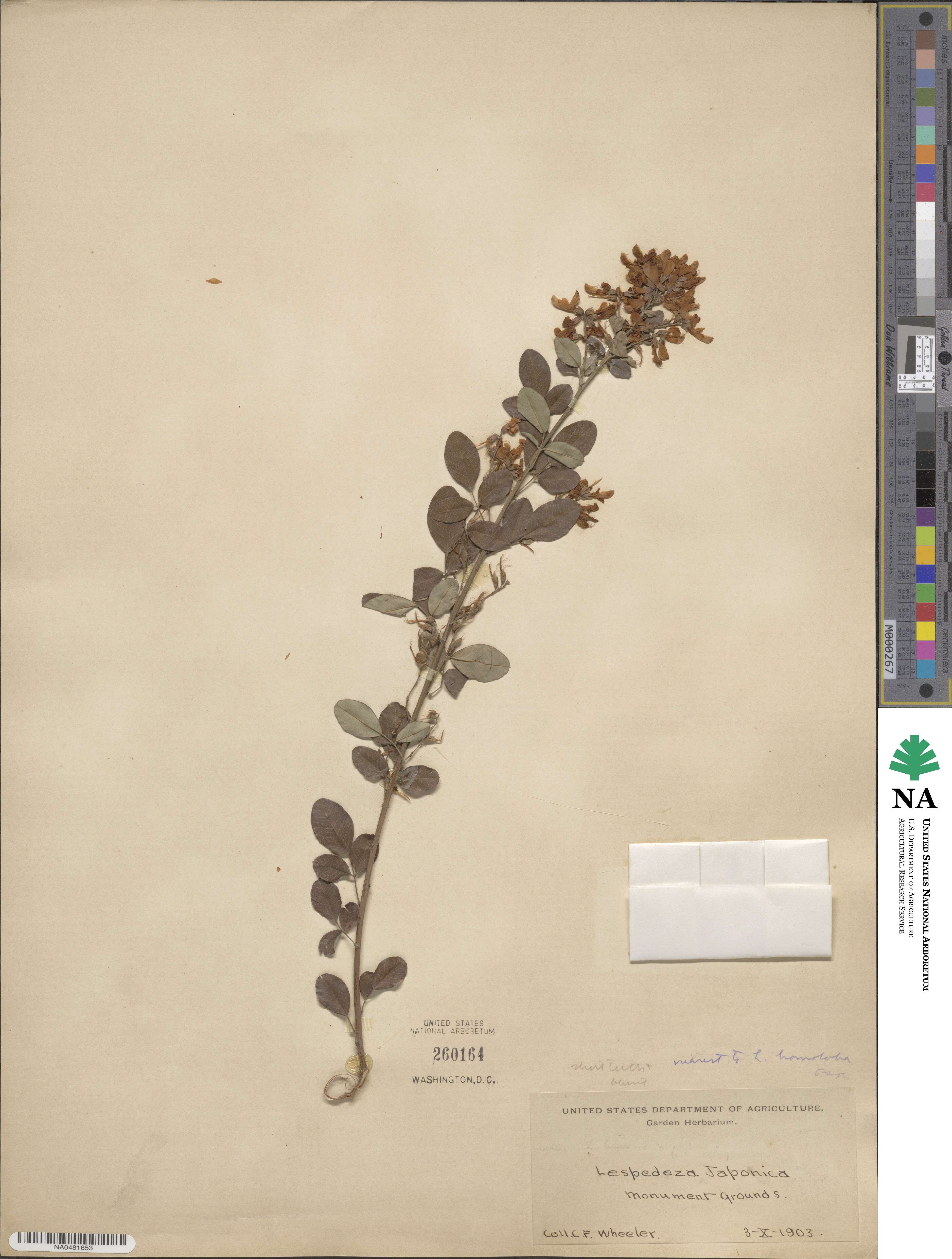 Lespedeza japonica image