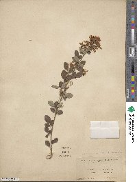 Lespedeza japonica image